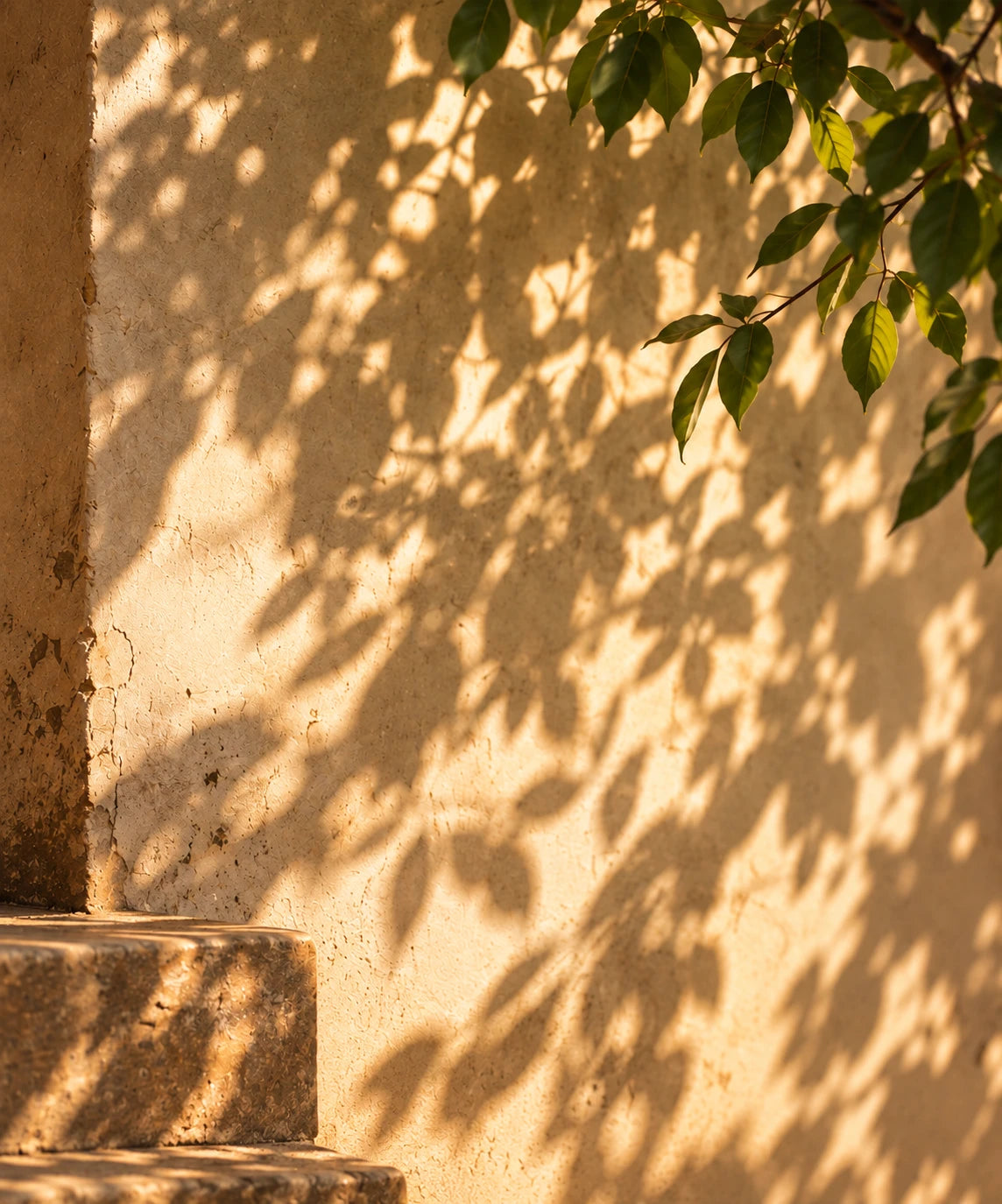 Leaf shadows on a sunlit wall