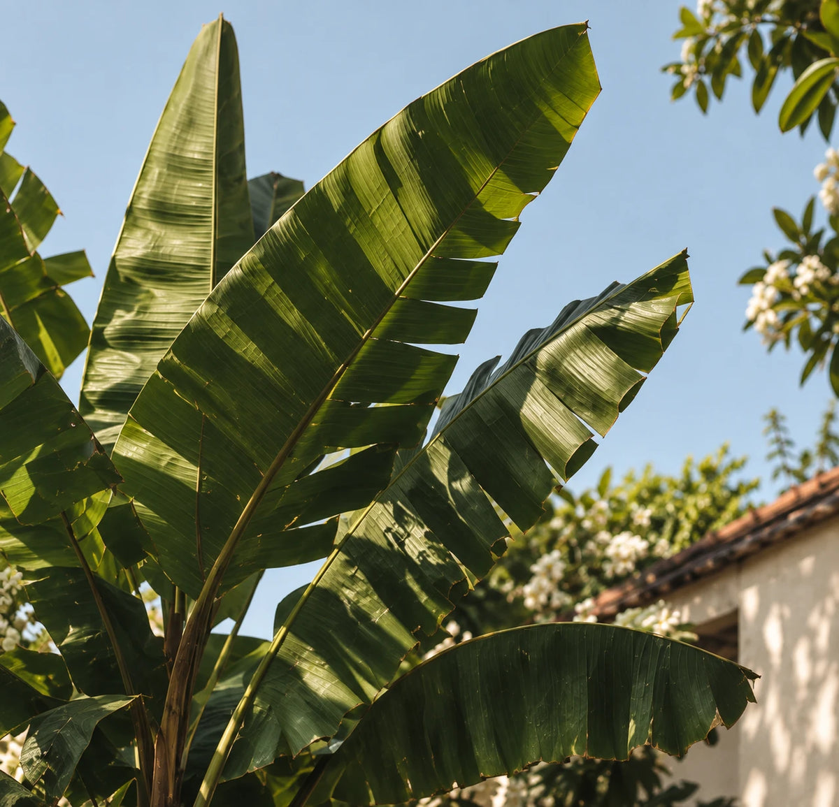 Banana leaves against a blue sky beside a whitewashed house